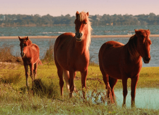North Carolina Attractions to Shine During National Park Service Centennial Shackleford Banks Cape Lookout National Seashore | I-95 Exit Guide