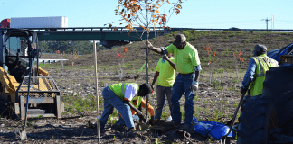 Georgia DOT Landscaping | I-95 Exit Guide