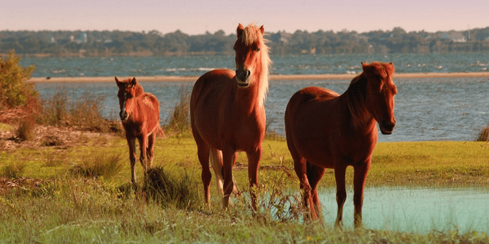 Shackleford Banks Cape Lookout National Seashore | I-95 Exit Guide