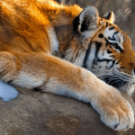 Beardsley Zoo | I-95 Exit Guide