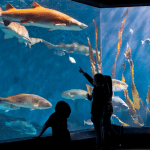 Maritime Aquarium | I-95 Exit Guide