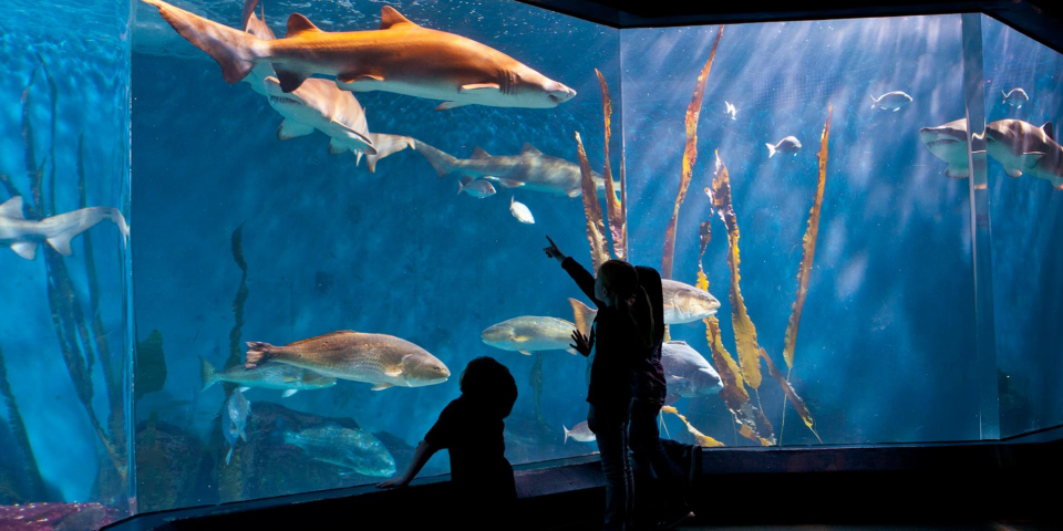 Maritime Aquarium | I-95 Exit Guide