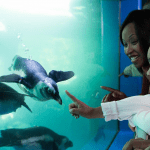 Mystic Aquarium | Mystic Connecticut