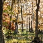 Savannah National Wildlife Refuge | I-95 Exit Guide