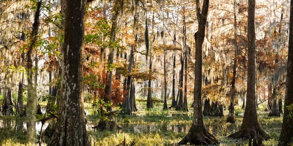 Savannah National Wildlife Refuge | I-95 Exit Guide