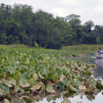 960×480-george-washington-memorial-parkway-dyke-marsh