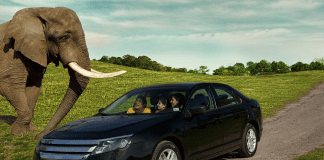 Six Flags Safari | I-95 Exit Guide