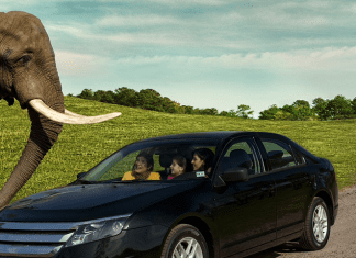 New Jersey Six Flags Opening Drive-Through Safari Six Flags Safari | I-95 Exit Guide