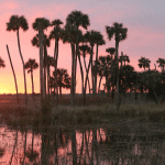 Lake Woodruff National Wildlife Refuge | I-95 Exit Guide