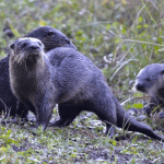 Lake Woodruff National Wildlife Refuge | I-95 Exit Guide