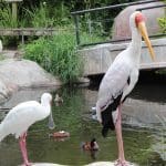 Jacksonville Zoo and Gardens | I-95 Exit Guide