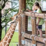 Giraffe Overlook | Jacksonville Zoo and Gardens | I-95 Exit Guide
