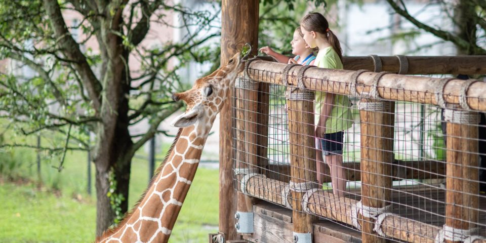 Giraffe Overlook | Jacksonville Zoo and Gardens | I-95 Exit Guide