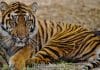 Jacksonville Zoo and Gardens | I-95 Exit Guide