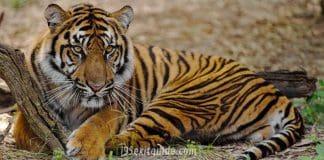 Jacksonville Zoo and Gardens | I-95 Exit Guide
