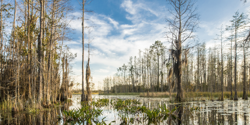 I-95 Road Trips | Okefenokee Swamp | I-95 Exit Guide