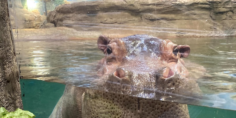Adventure Aquarium - Camden, New Jersey | I-95 Exit Guide