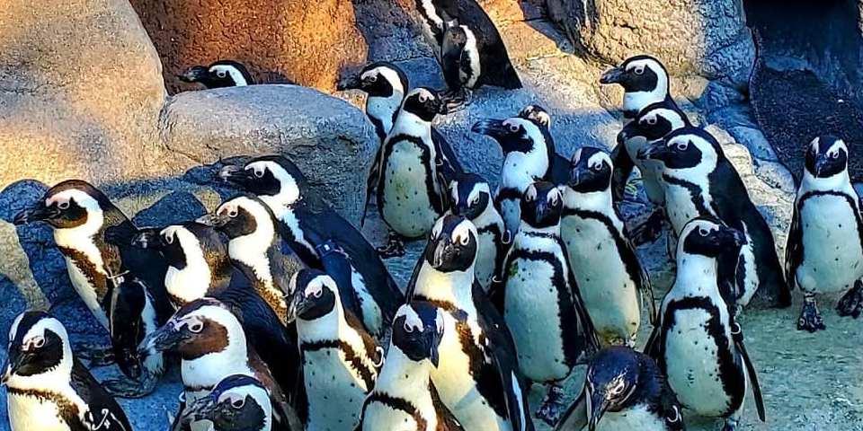 Adventure Aquarium - Camden, New Jersey | I-95 Exit Guide